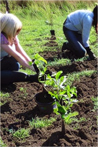 Photo of volunteers in a HC event to plant trees in Canada.